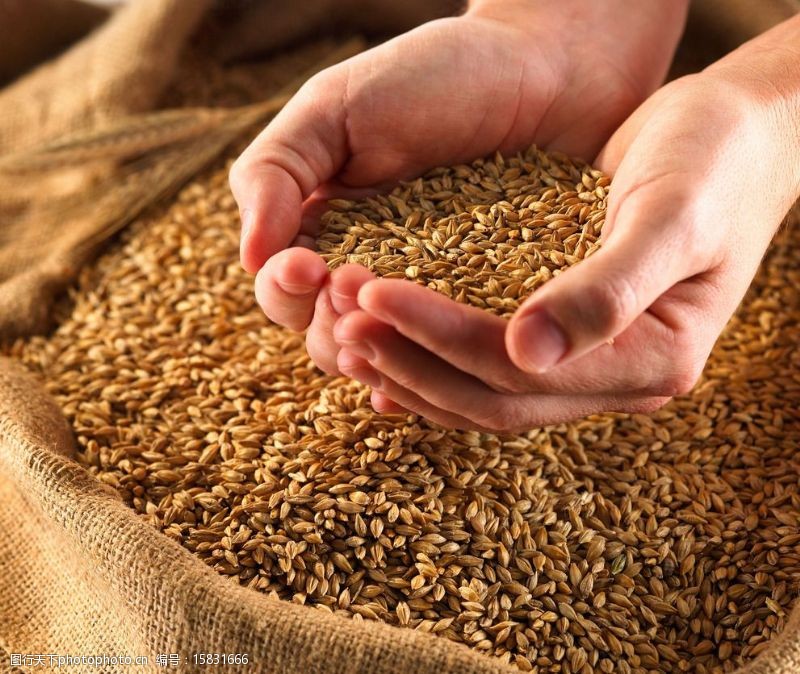 大米攝影圖片素材 面制品及食用油類的視覺呈現