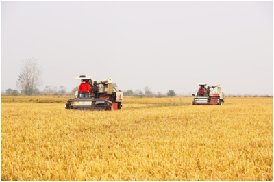 大觀區 持續提升農技推廣服務水平，助力鄉村振興